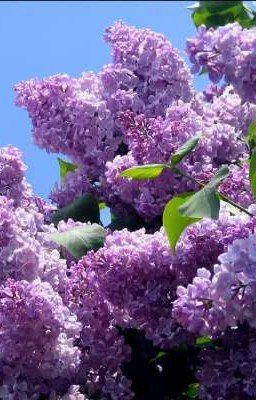 -И пускай расцветёт сирень-