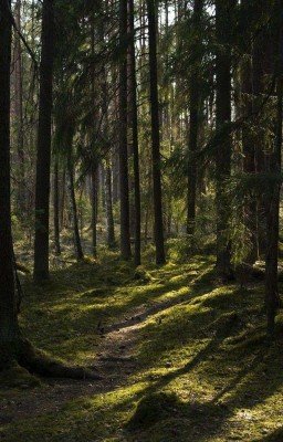 дети леса  тайна тёмного леса (Заморожено)