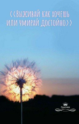 Выживай как хочешь или умирай достойно