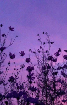 Малиновый рассвет.