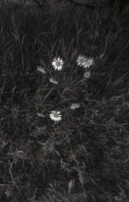 poems of a worthless poet