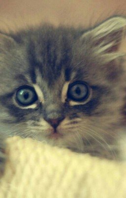 ✔Пацанка✔