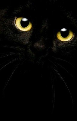 Кот