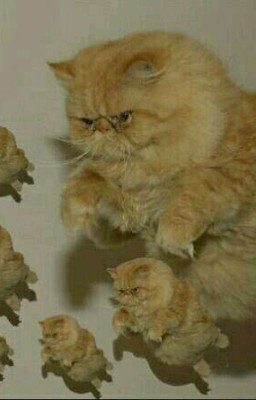 Кот: тайна портретиста