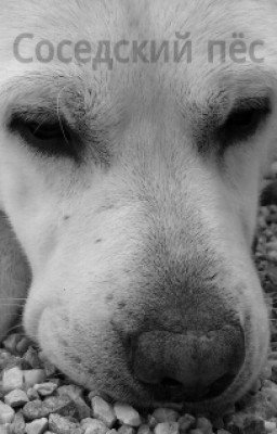 Соседский пёс.