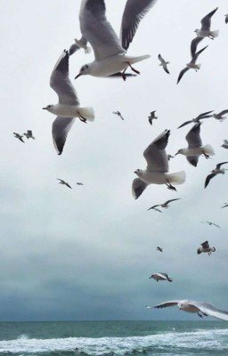 Вслед за чайками