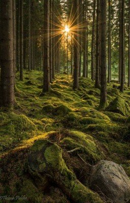 Лес как люди