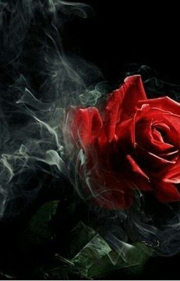 Kiss Rose
