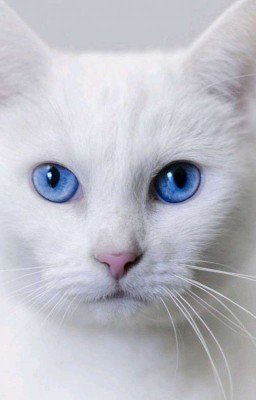 Семейка Роуз.