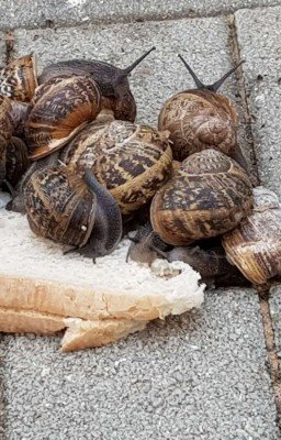 Улиткы и хлеб 