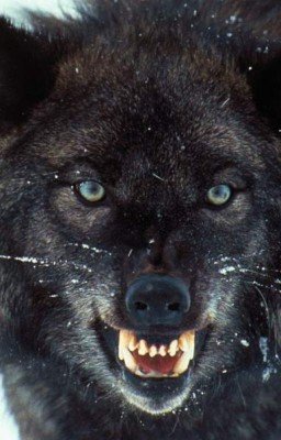 Ведьма-оборотень или нелёгкая жизнь девушки-война