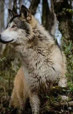 Дневник Оборотня Ника: гонец оборотней