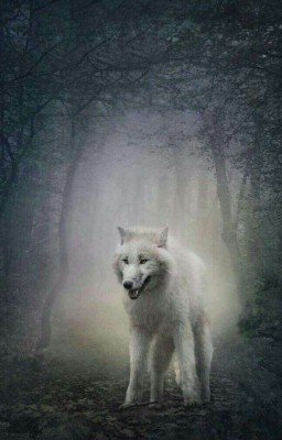 White wolf