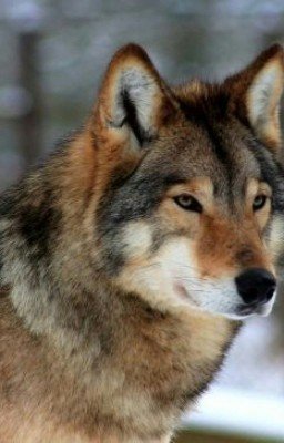 охотница на оборотней