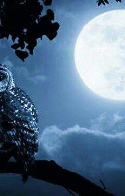 Элли и стая .