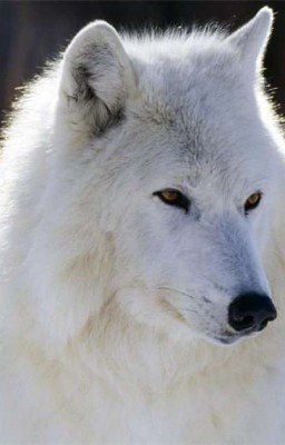 Белая волчица.