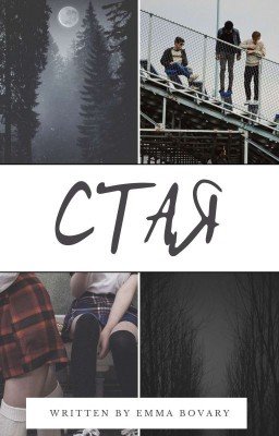 Стая