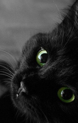 Зеленоглазое чудо