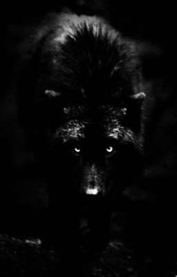 Чёрный волк