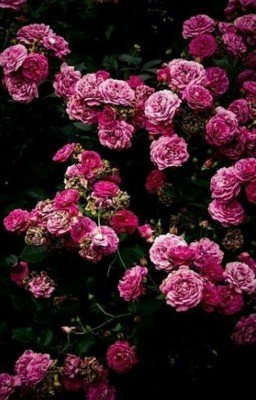 Терри Ло "Сила Хвалы"