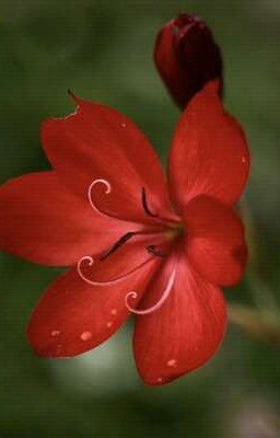 Аленький цветочек