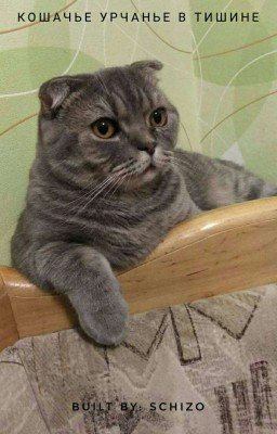 Кошачье урчанье в тишине