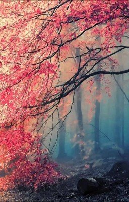 Мы в ответе за тех кого приручили