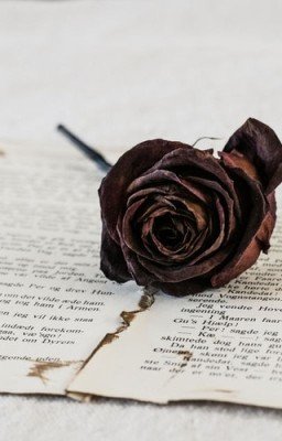 Роза с антресоли