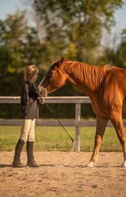 Моя резкая любовь к лошадям