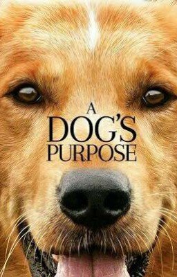 Жизнь И Цель Собаки