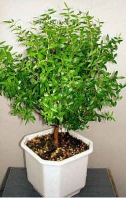 тайная жизнь деревьев