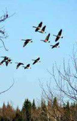 Куда летят птицы? 