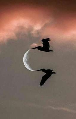 новая жизнь