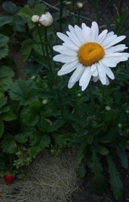 Жизнь-это Любовь 