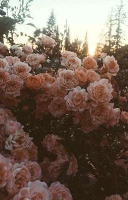 одна жизнь на двоих.