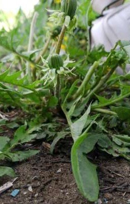 Жизнь цветов