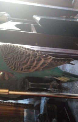 ~Жизнь моего Тошечки~ {ЗАВЕРШЁН}