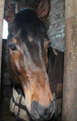 Конный спорт- это ЖИЗНЬ.