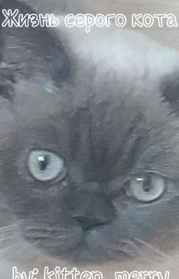 Жизнь серого кота 