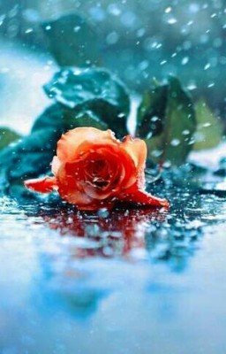 Дарующая жизнь