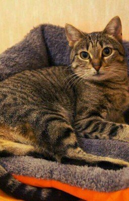 Тайная жизнь кошки