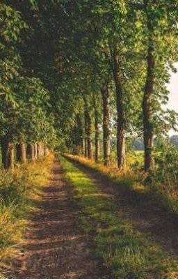 Сосны и ягоды.