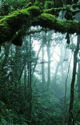 Тайны Африки