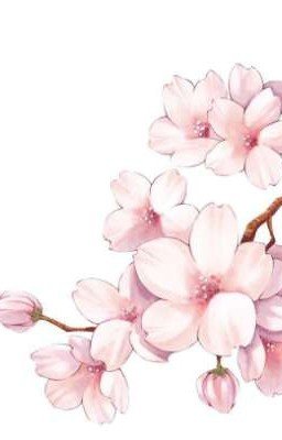 Цветущая сакура🌸