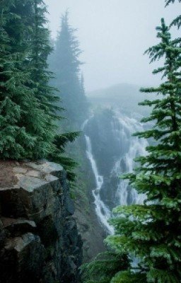 Тайна запретного леса