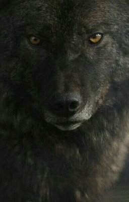 Ты моя волчица