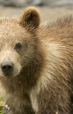 Медвежонок