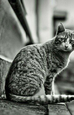 Уродливый Кот. 