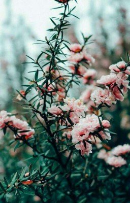 Сокровенный человек (А.П.Платонов)