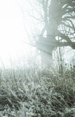 Робкое утро примерило тень